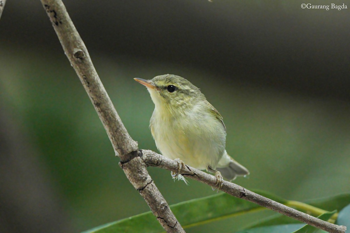 Green Warbler - ML646388632