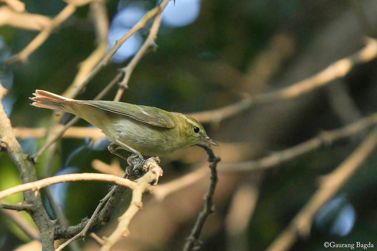 Green Warbler - ML646388633