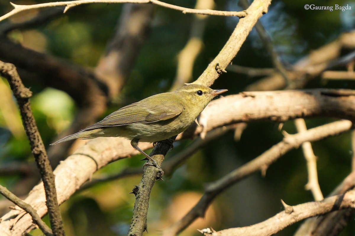 Green Warbler - ML646388634