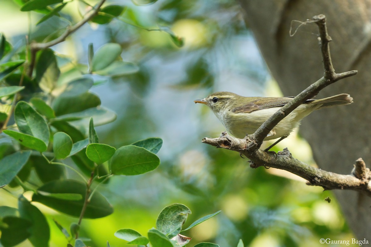 Green Warbler - ML646388635