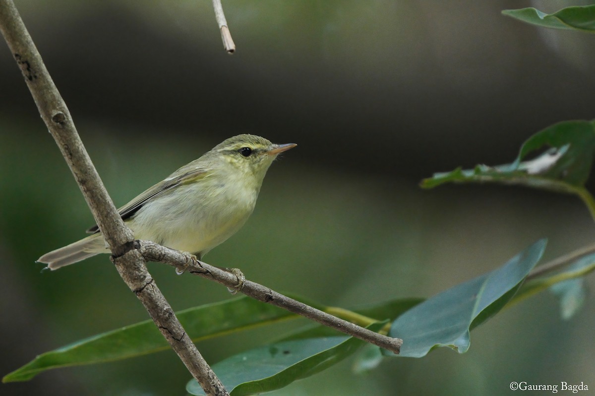 Green Warbler - ML646388636