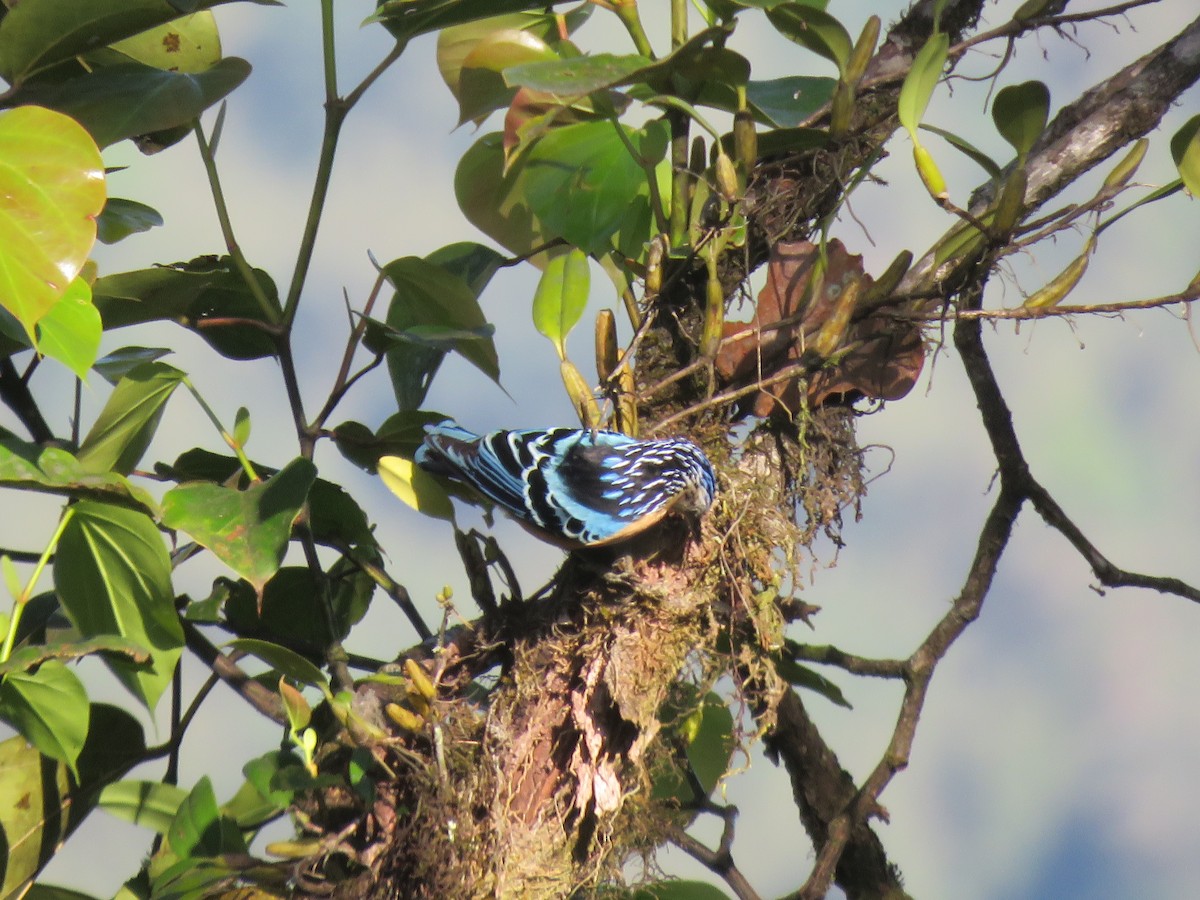 Beautiful Nuthatch - ML646388637