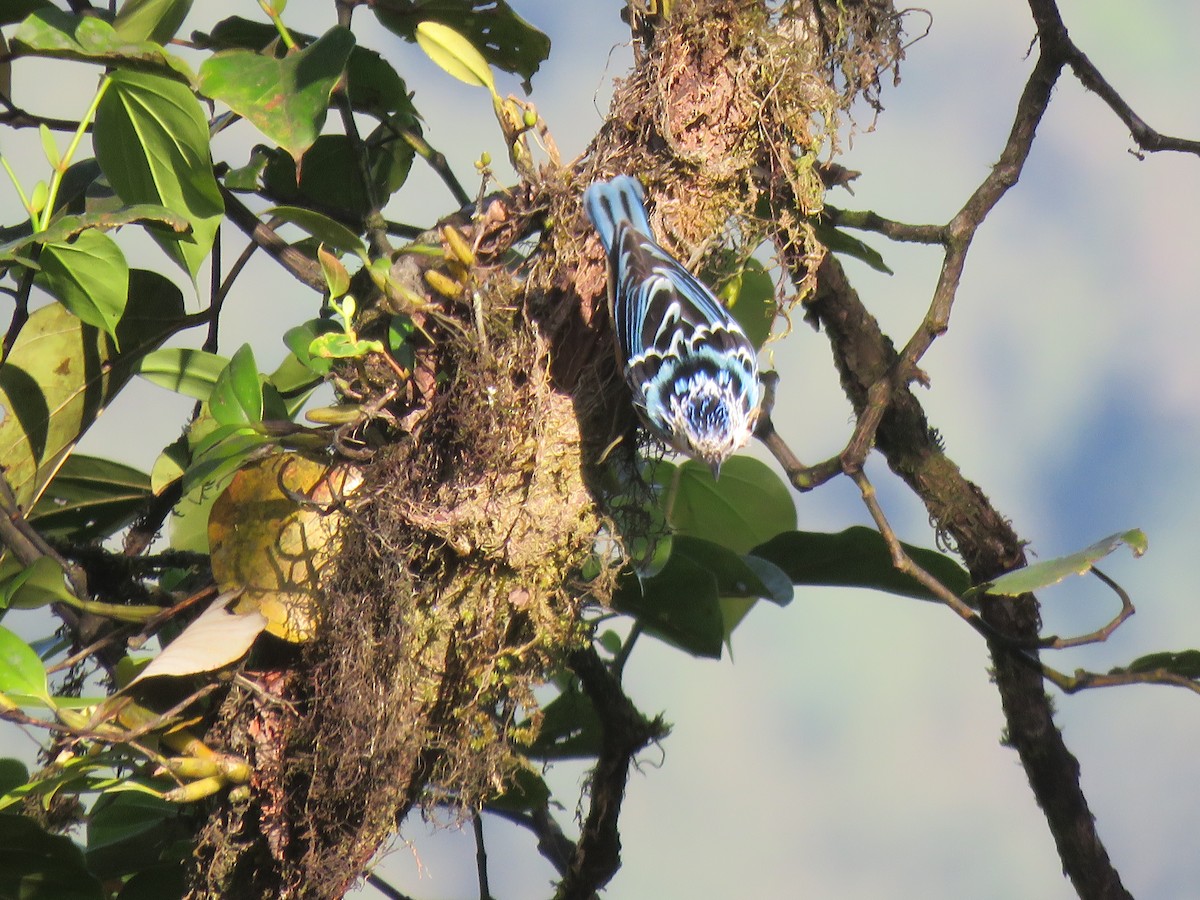 Beautiful Nuthatch - ML646388638
