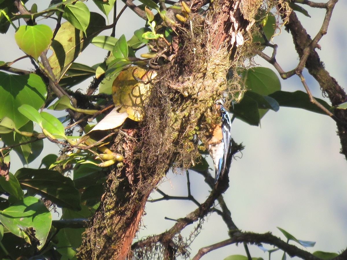 Beautiful Nuthatch - ML646388639