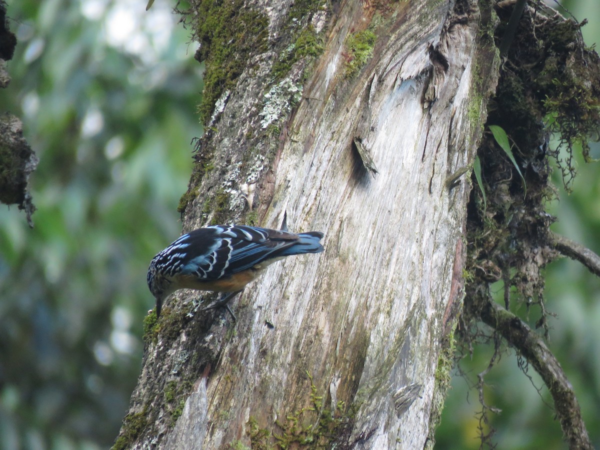 Beautiful Nuthatch - ML646388640