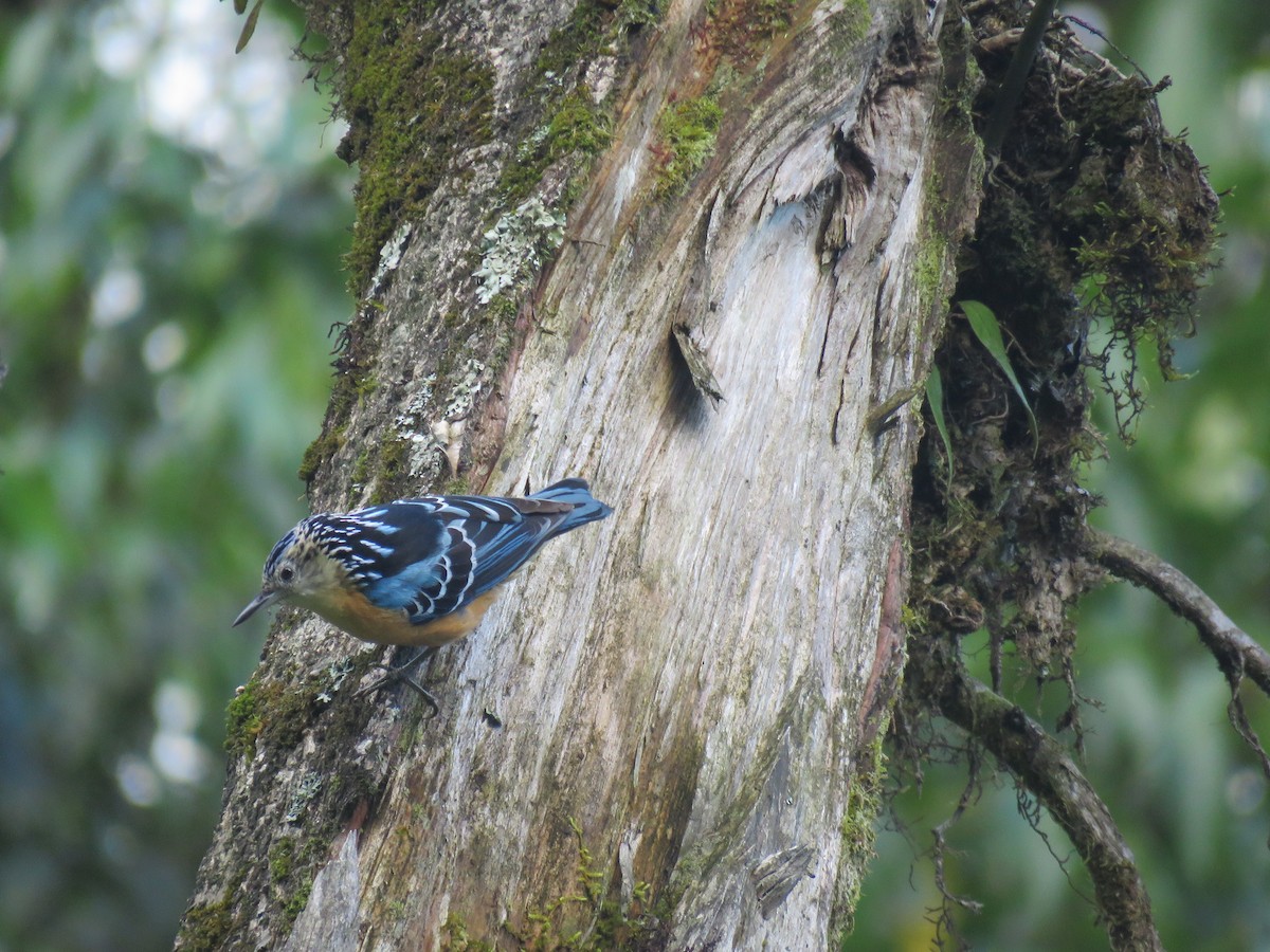 Beautiful Nuthatch - ML646388641