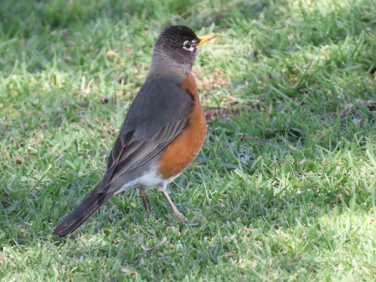American Robin - ML646388642