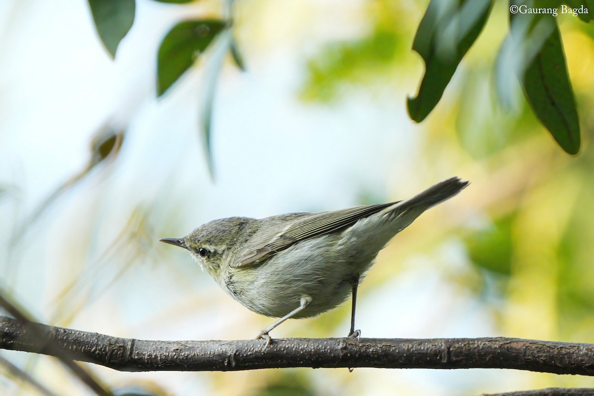 Greenish Warbler - ML646388643