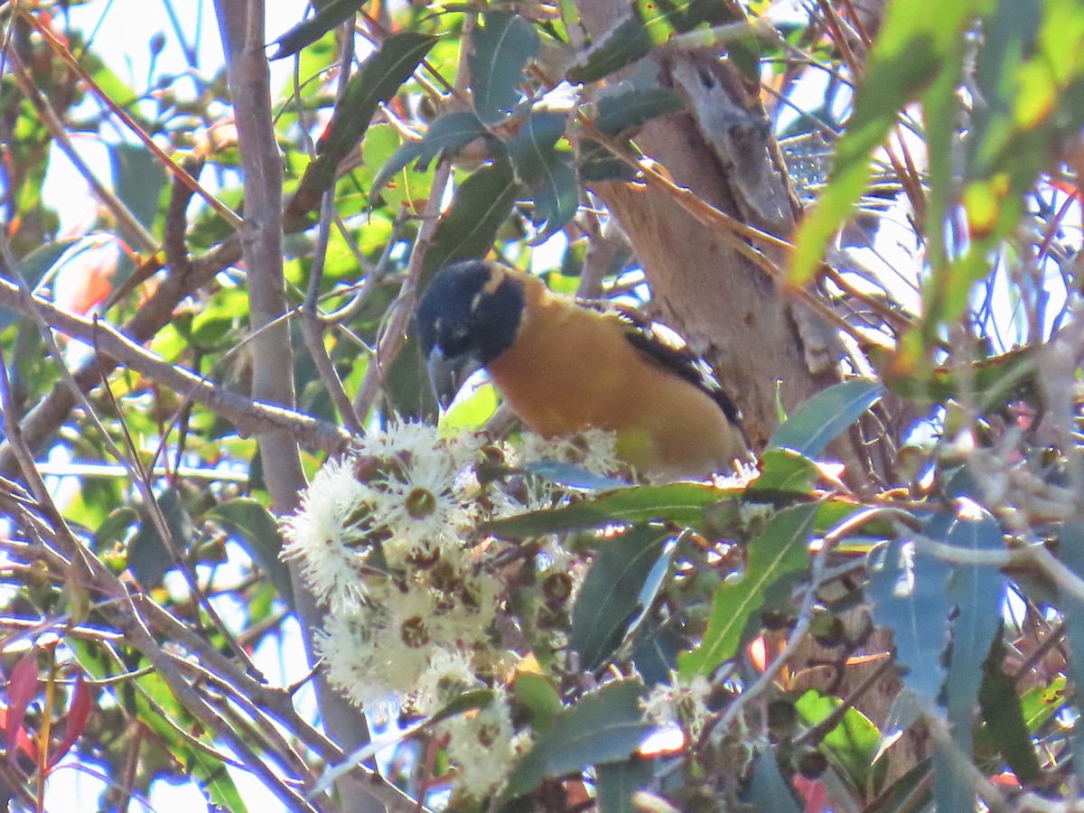 Black-headed Grosbeak - ML646388644