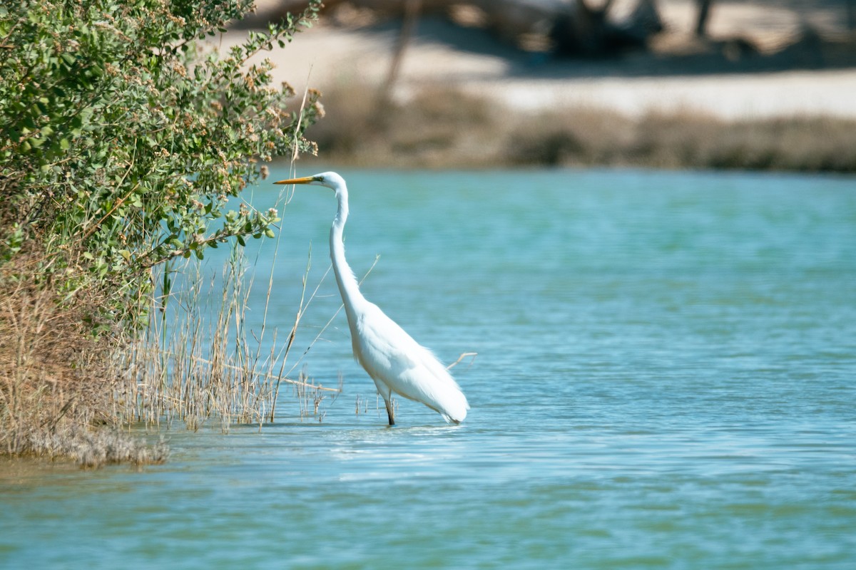 Great Egret - ML646388646