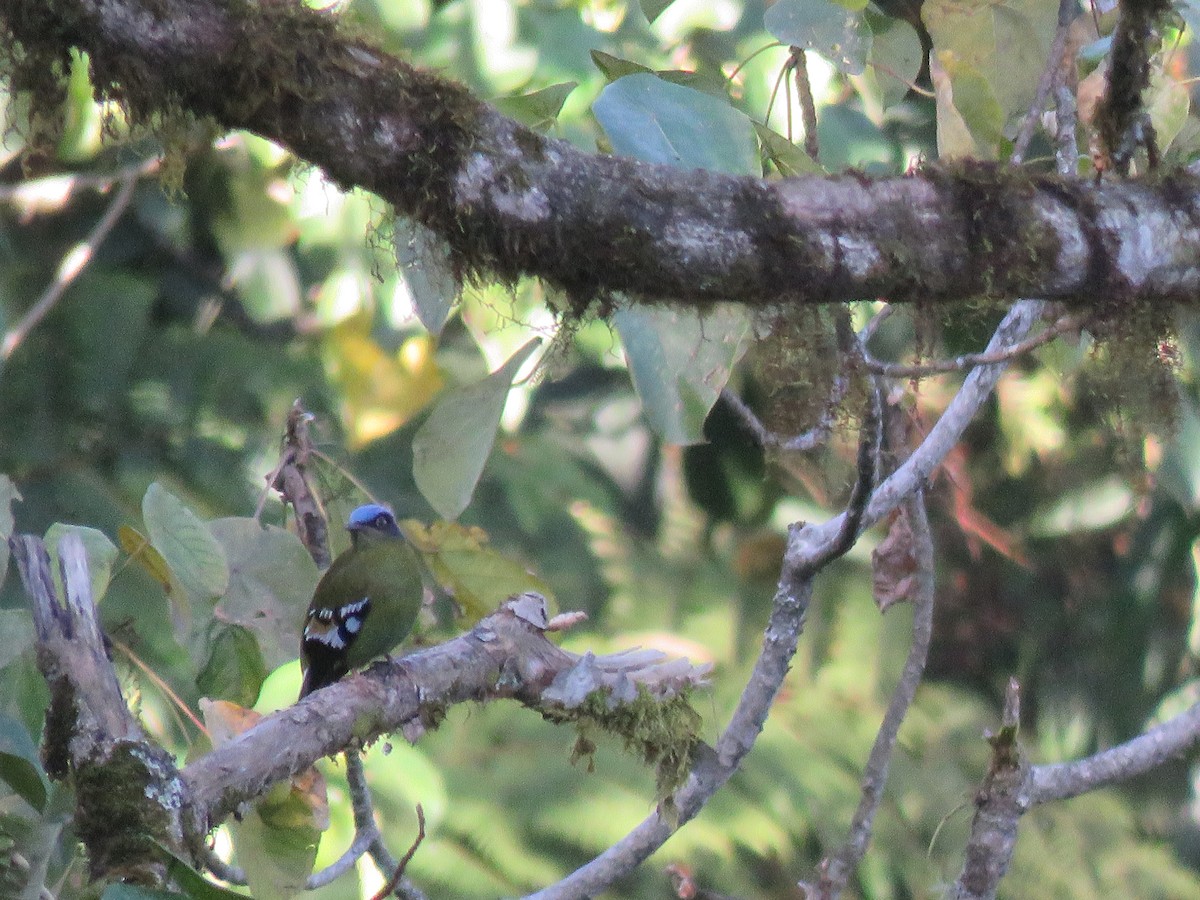 Green Cochoa - ML646388647