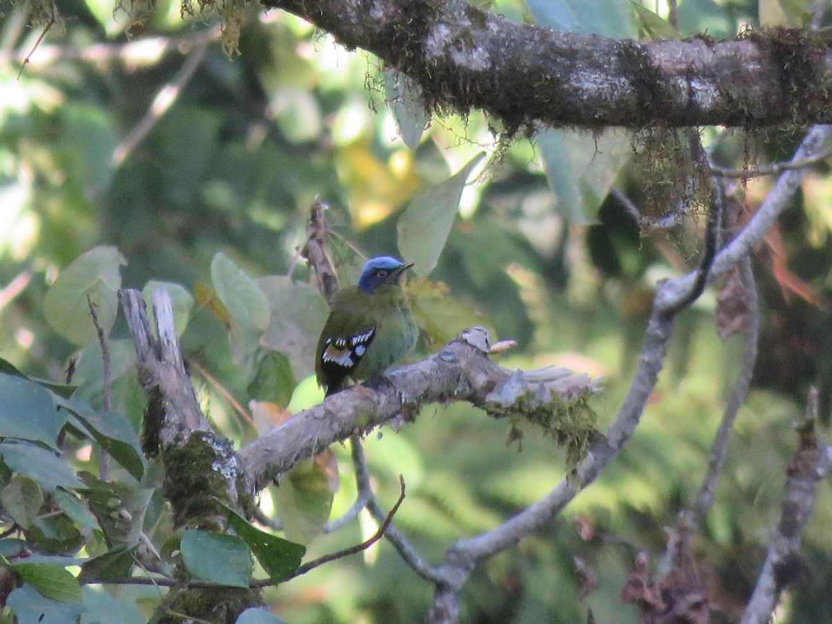 Green Cochoa - ML646388648