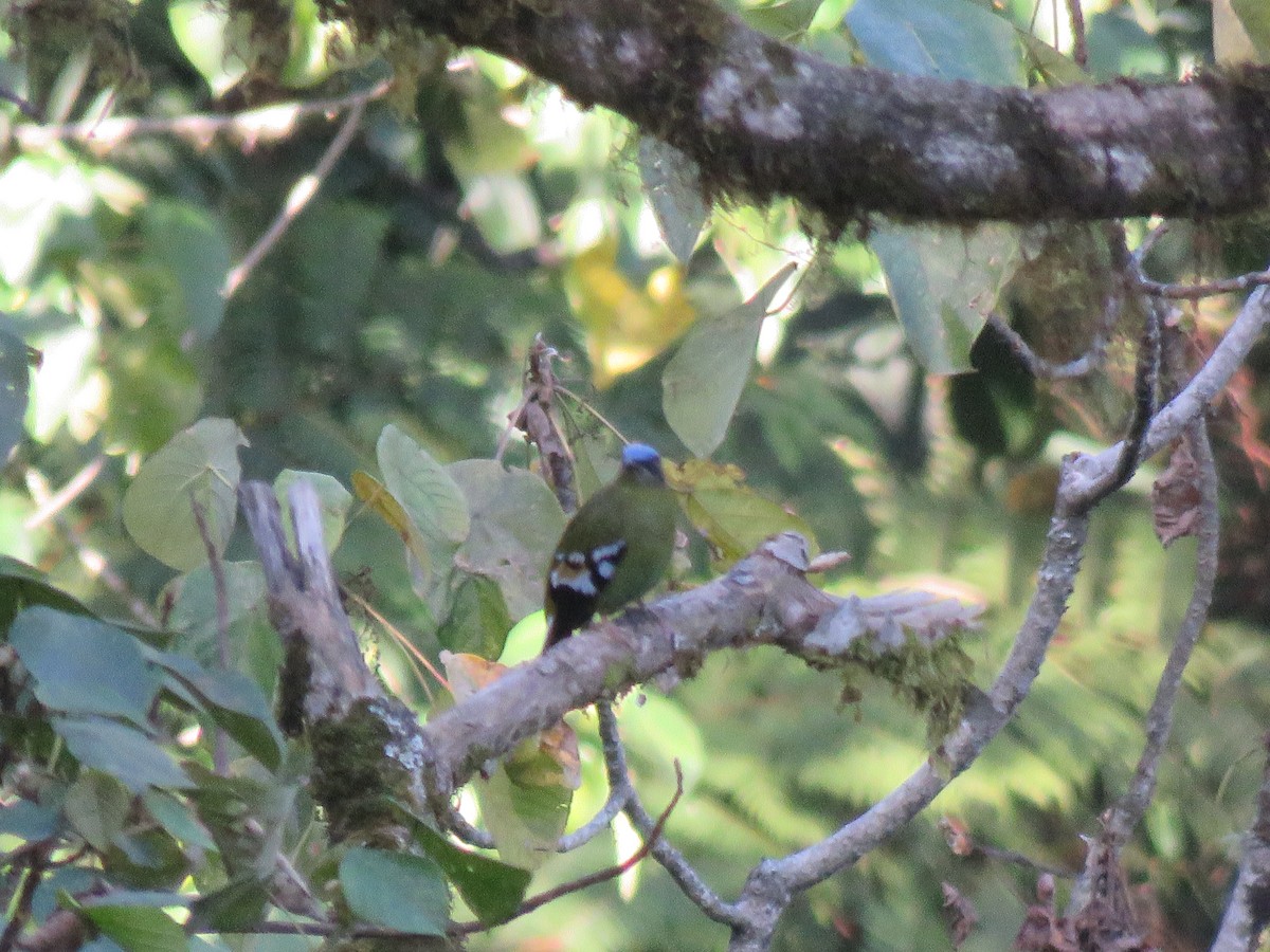 Green Cochoa - ML646388649