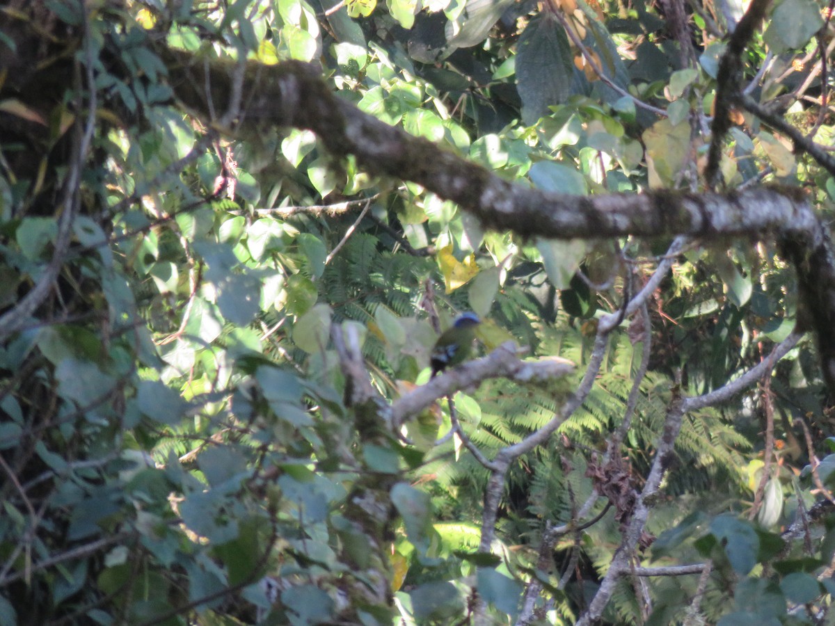 Green Cochoa - ML646388650