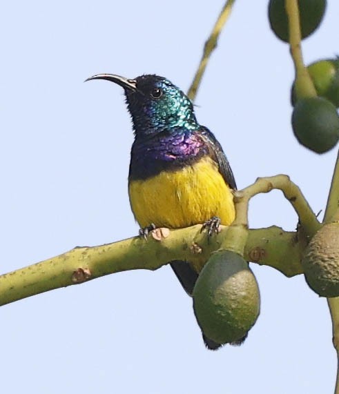 Variable Sunbird (Yellow-bellied) - ML646388653