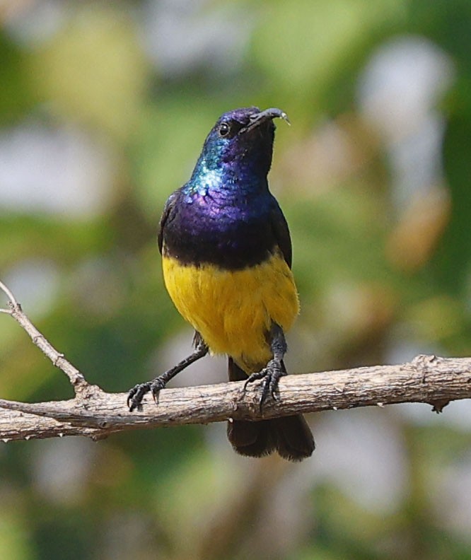 Variable Sunbird (Yellow-bellied) - ML646388654