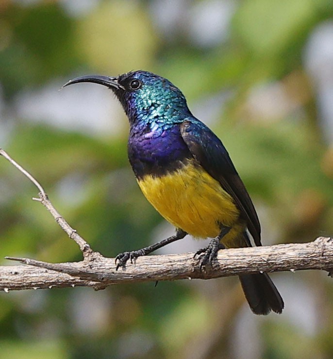 Variable Sunbird (Yellow-bellied) - ML646388655