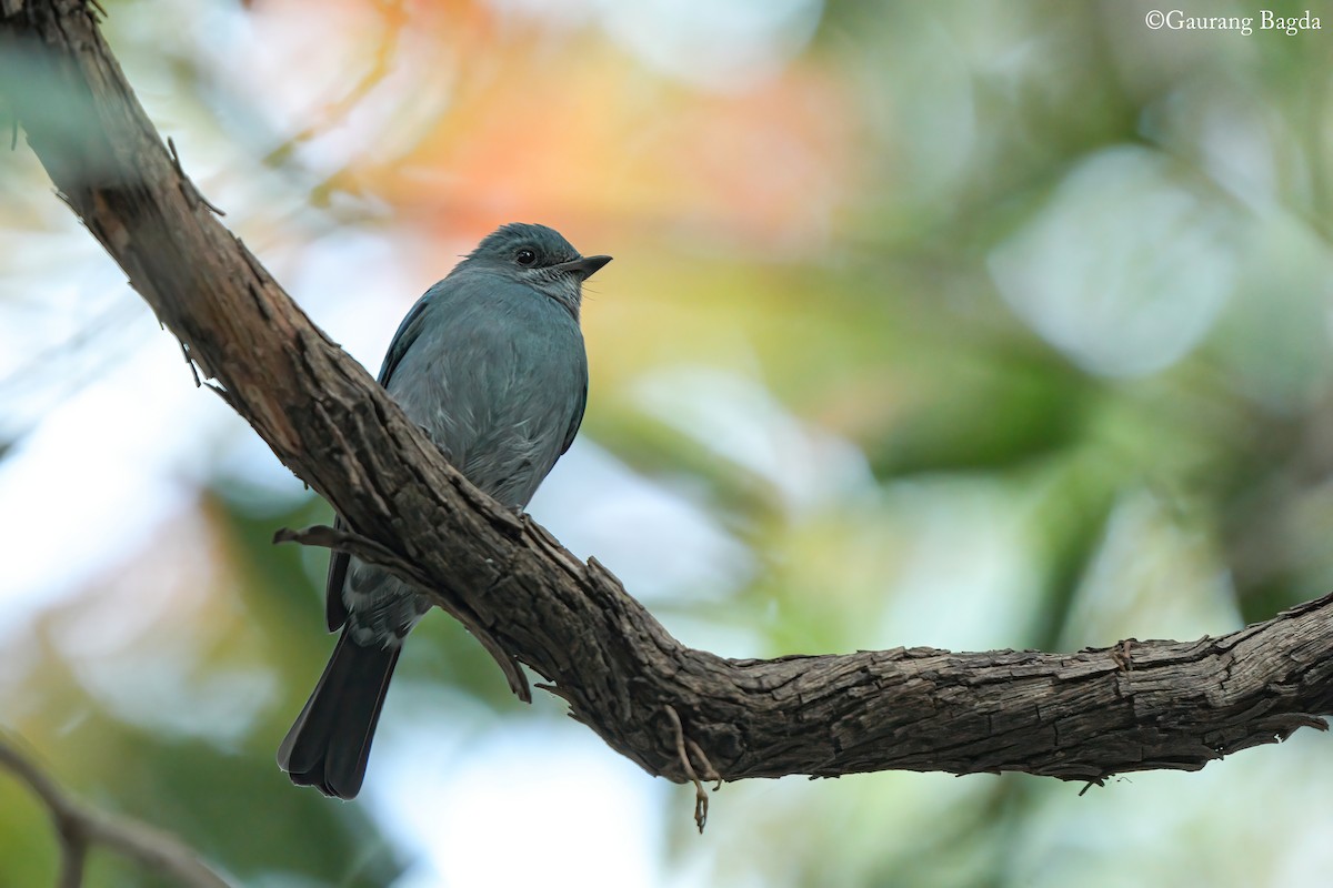 Verditer Flycatcher - ML646388656
