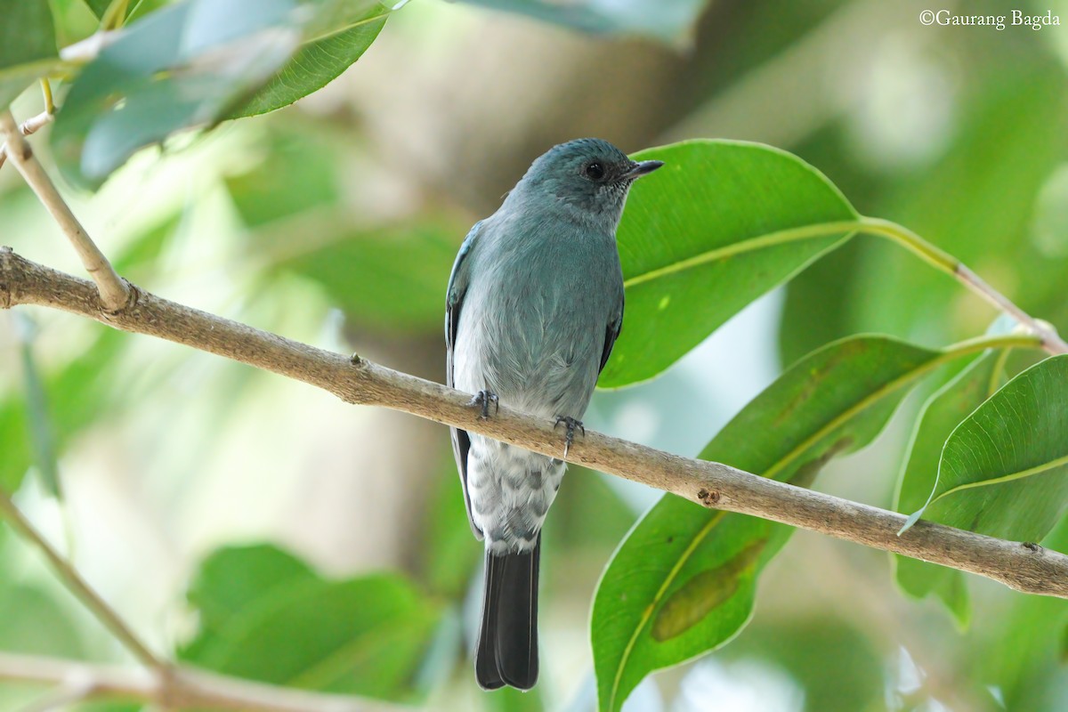 Verditer Flycatcher - ML646388657