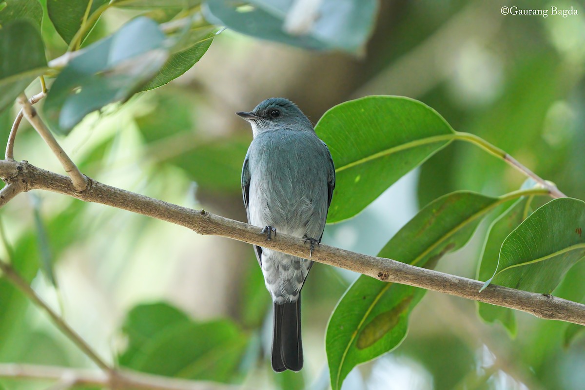 Verditer Flycatcher - ML646388658