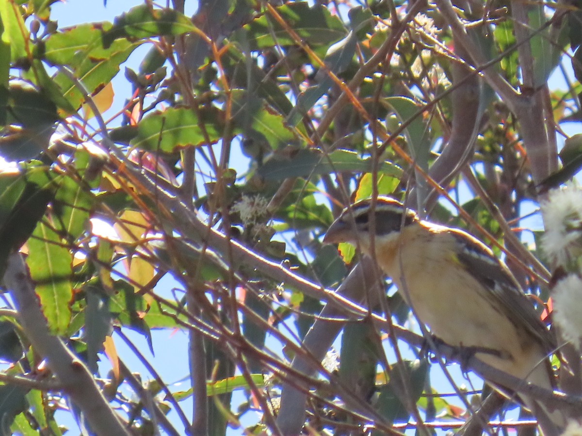 Black-headed Grosbeak - ML646388659