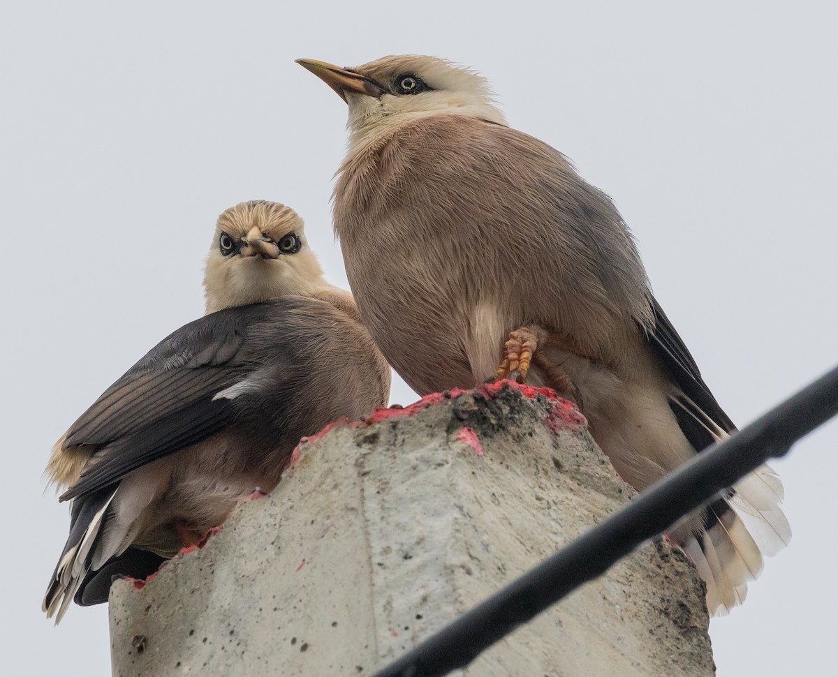 vinstær - ML646388660