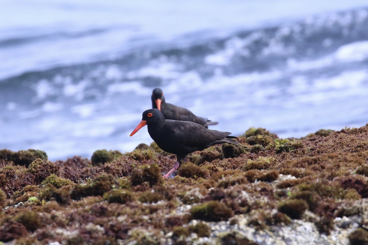 Itsas mika beltz australiarra - ML646388662