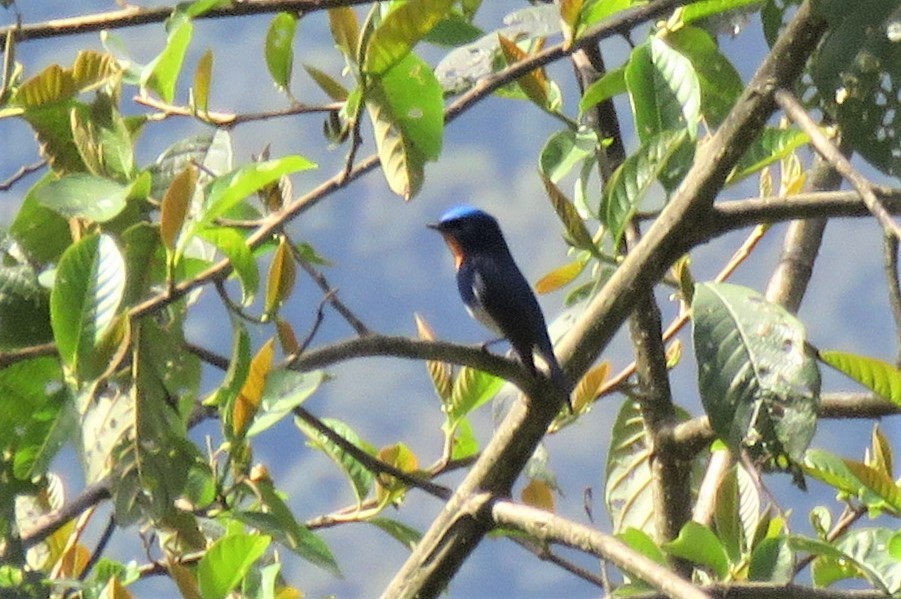 Sapphire Flycatcher - ML646388663