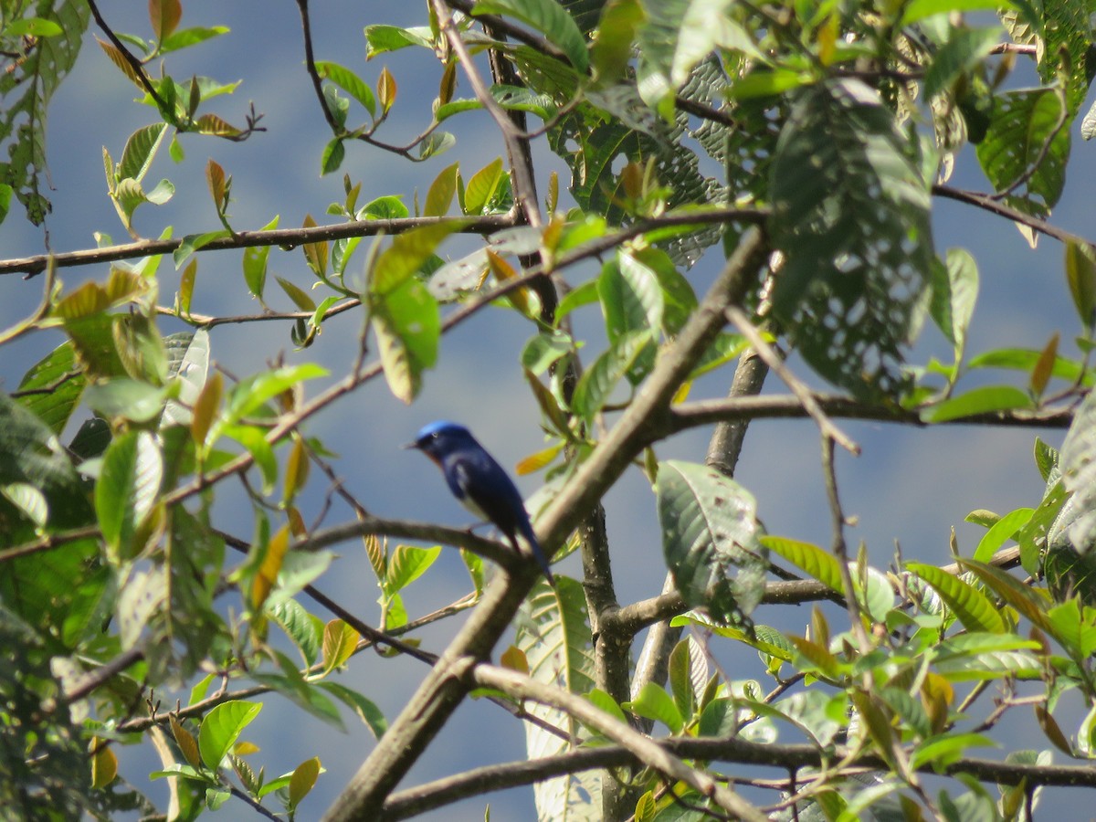 Sapphire Flycatcher - ML646388664