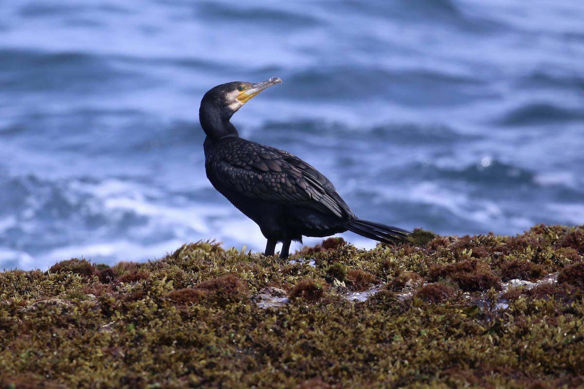 Ubarroi handia - ML646388665