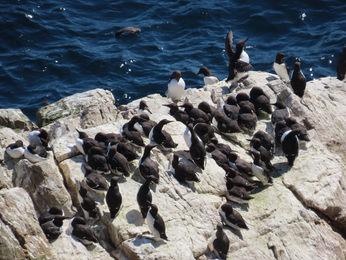 Martin pottorroa - ML646388666