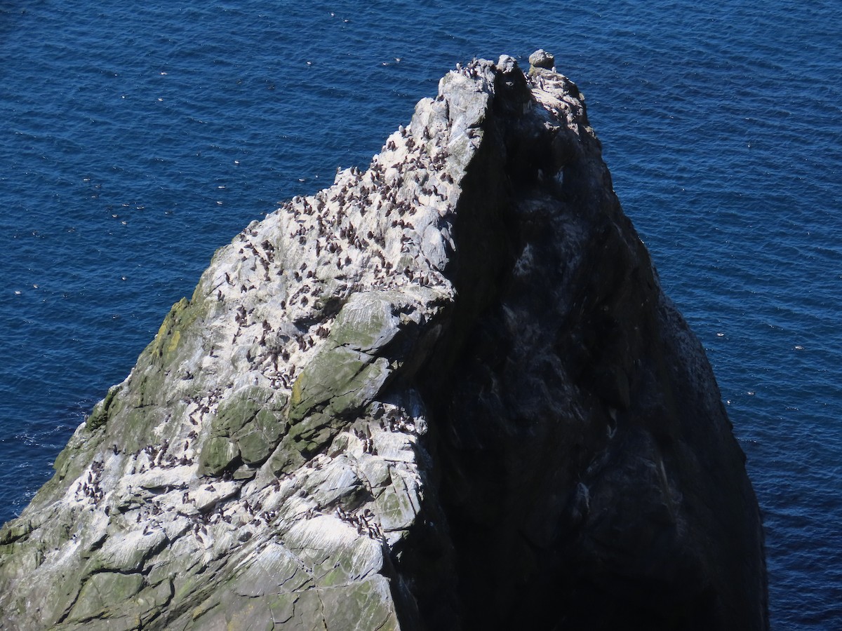 Martin pottorroa - ML646388667