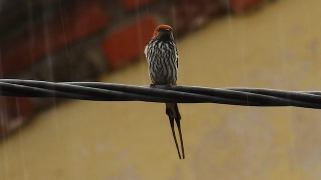 Lesser Striped Swallow - ML646388668