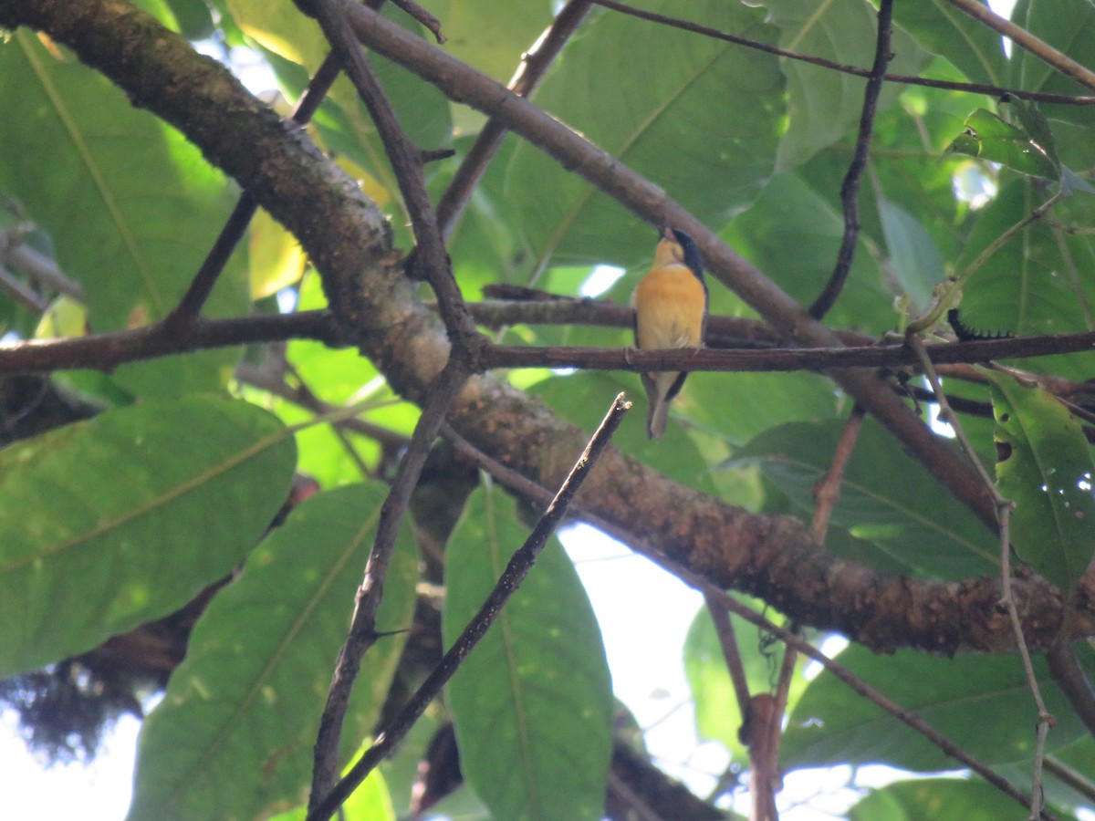 Pygmy Flycatcher - ML646388669