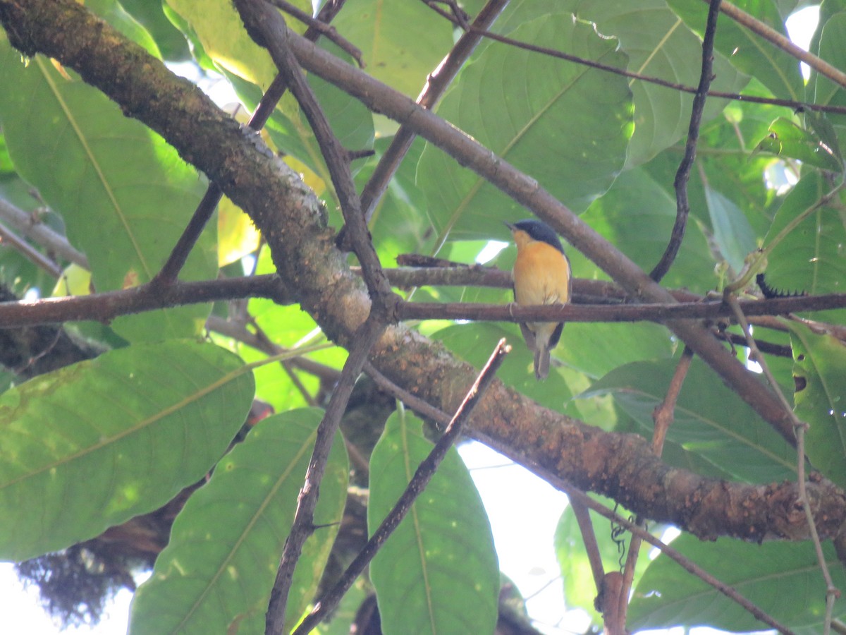 Pygmy Flycatcher - ML646388670