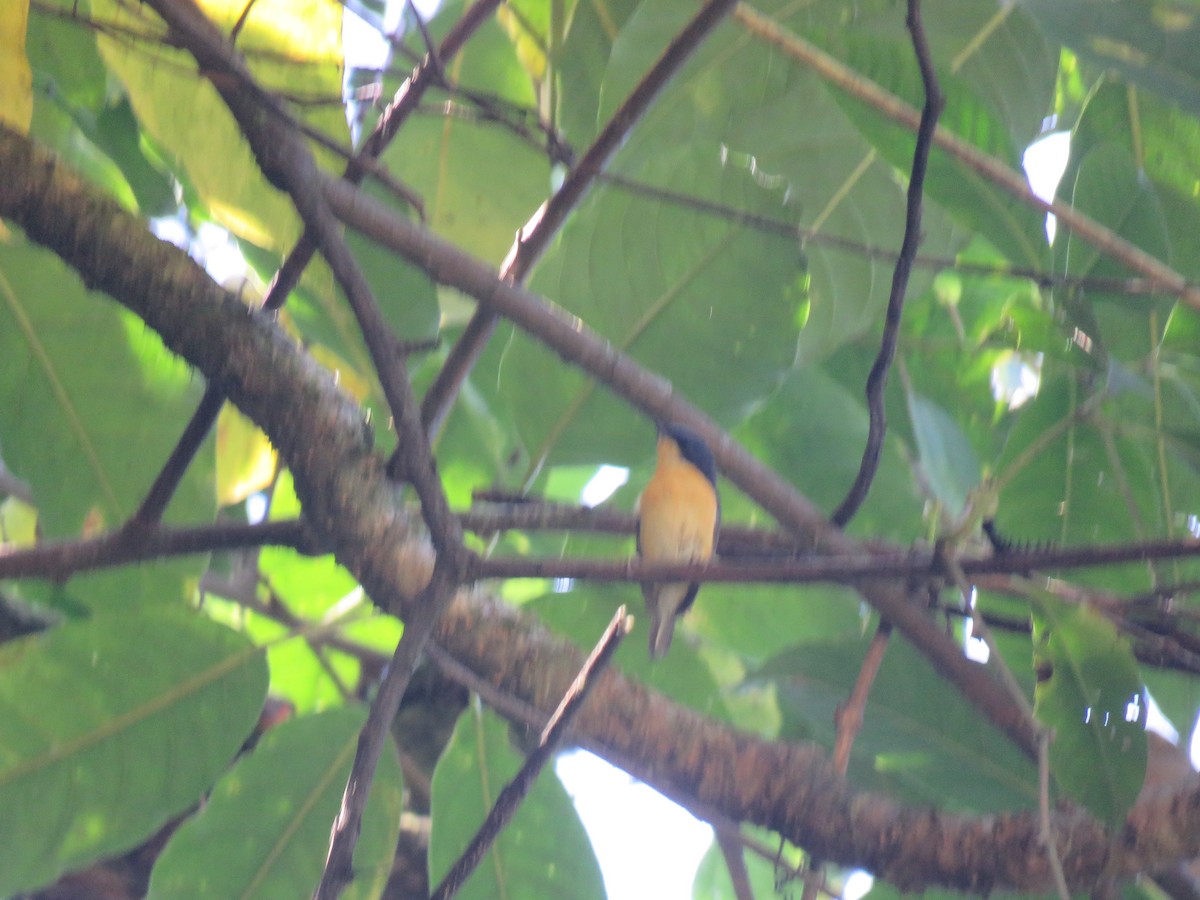 Pygmy Flycatcher - ML646388671