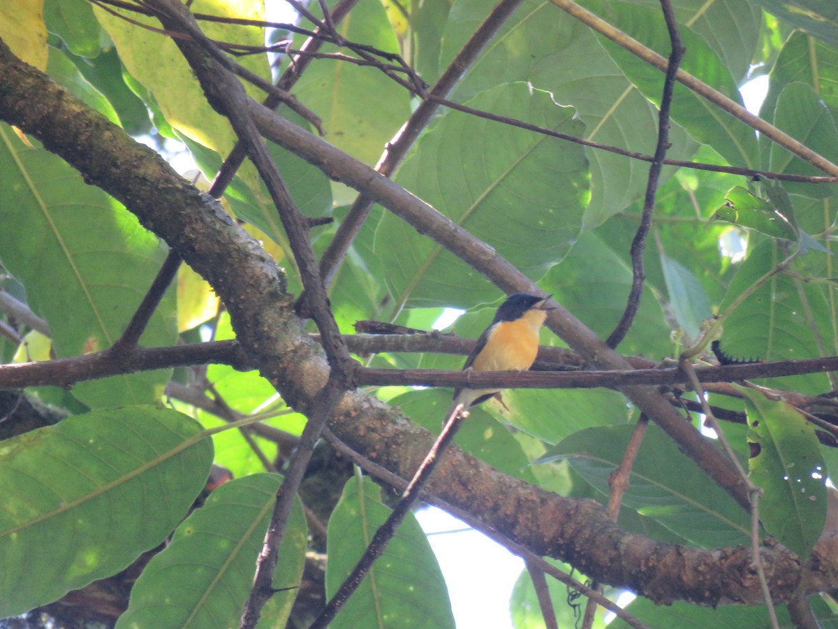 Pygmy Flycatcher - ML646388672