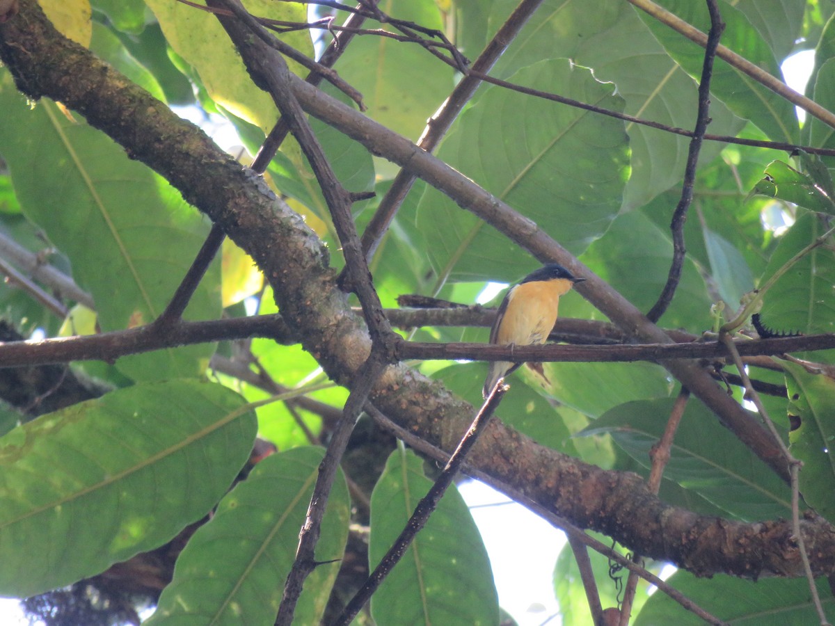 Pygmy Flycatcher - ML646388673