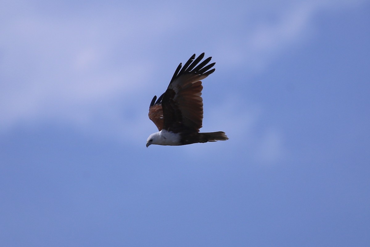 Brahminy Kite - ML646388674