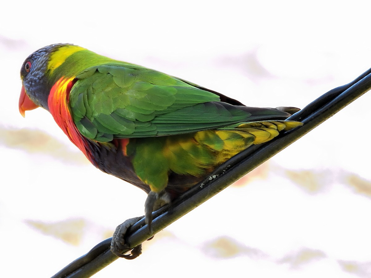 Rainbow Lorikeet - ML646388675