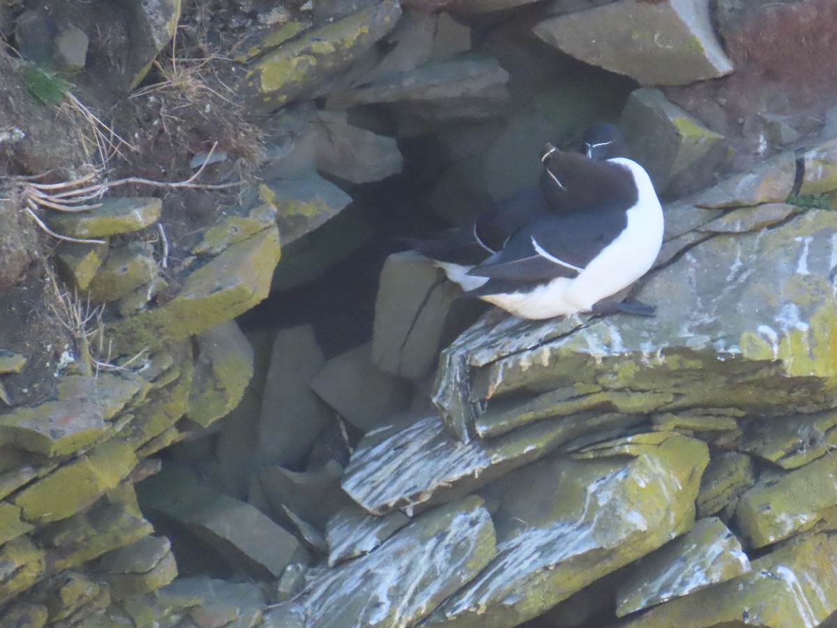 Pottorro arrunta - ML646388677