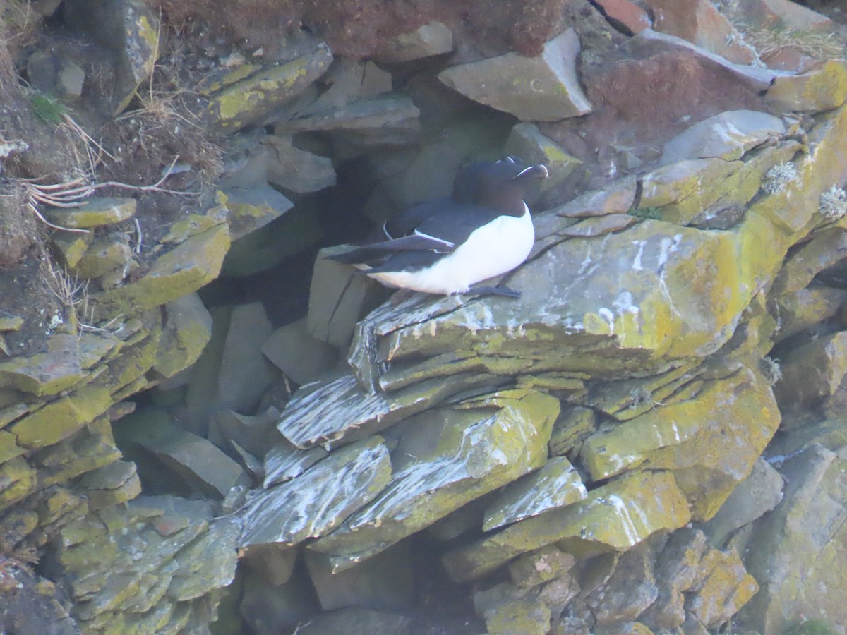 Pottorro arrunta - ML646388678