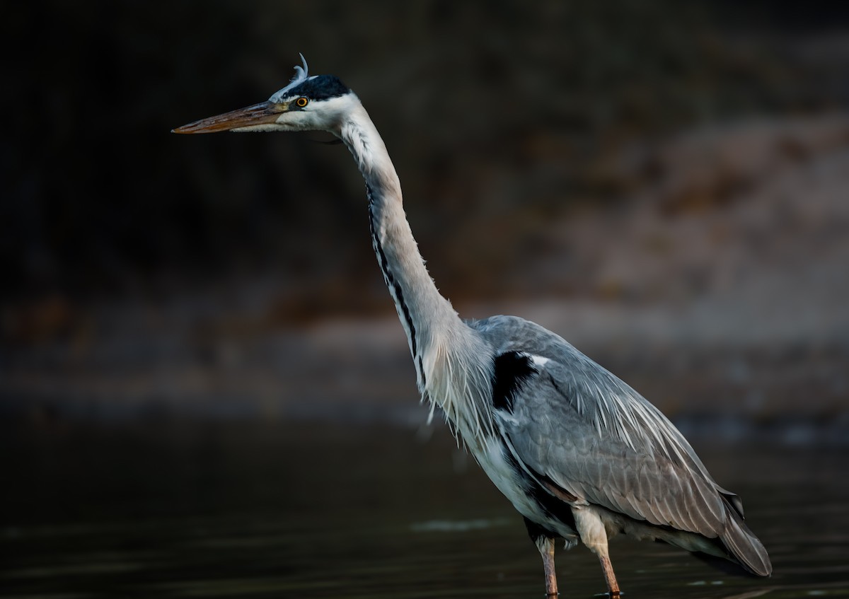 Koartza hauskara - ML646388679