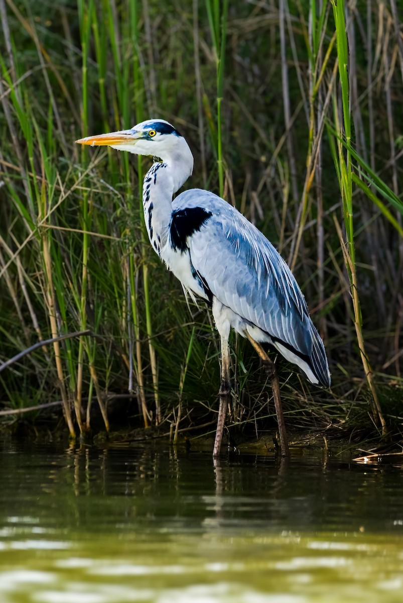 Koartza hauskara - ML646388680