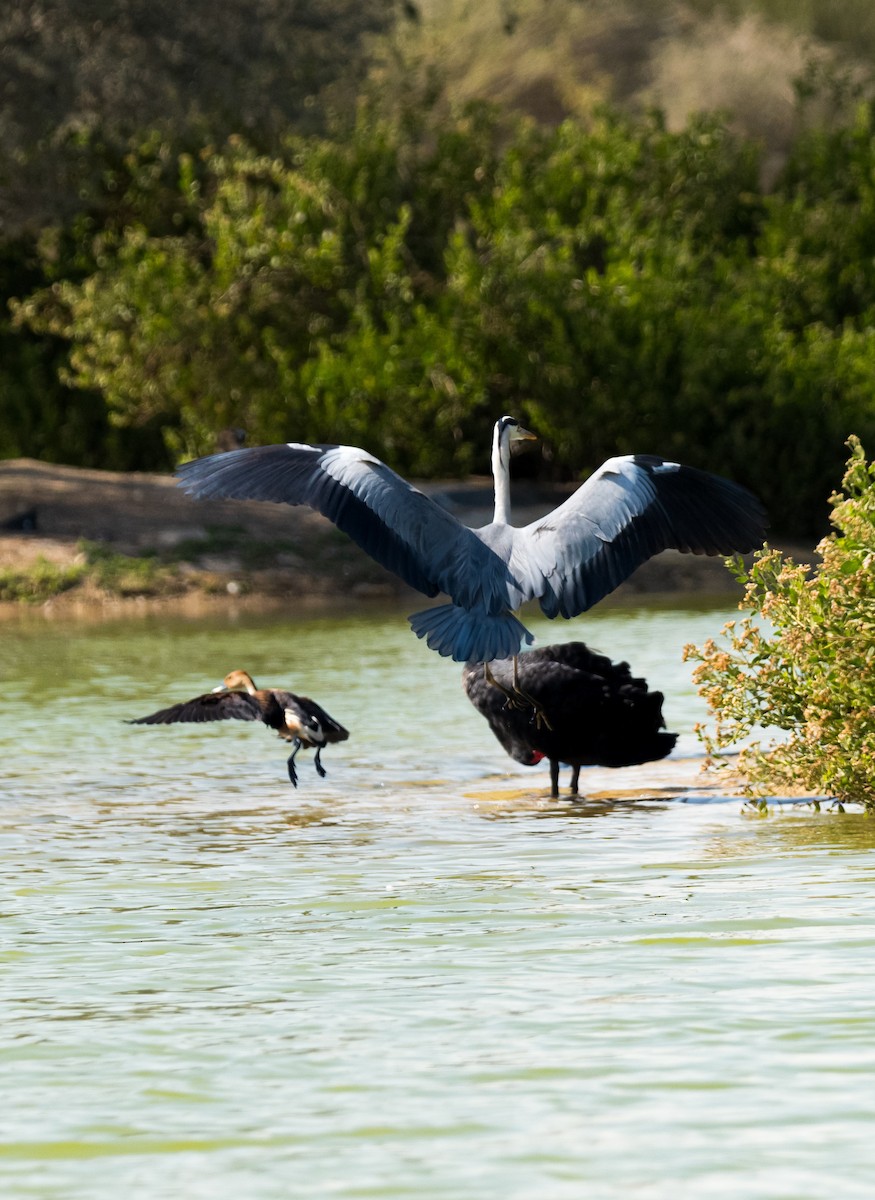 Koartza hauskara - ML646388681