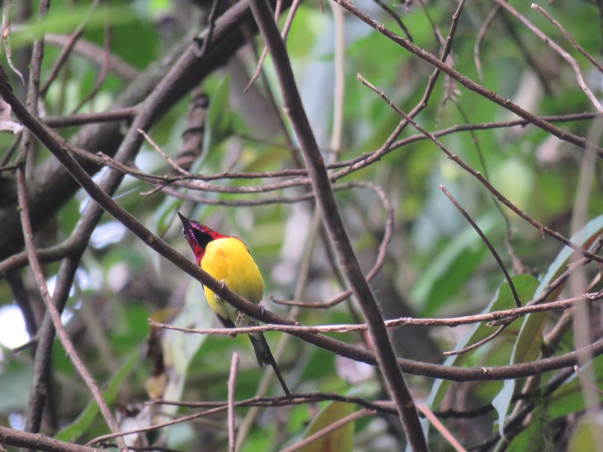 Mrs. Gould's Sunbird - ML646388683