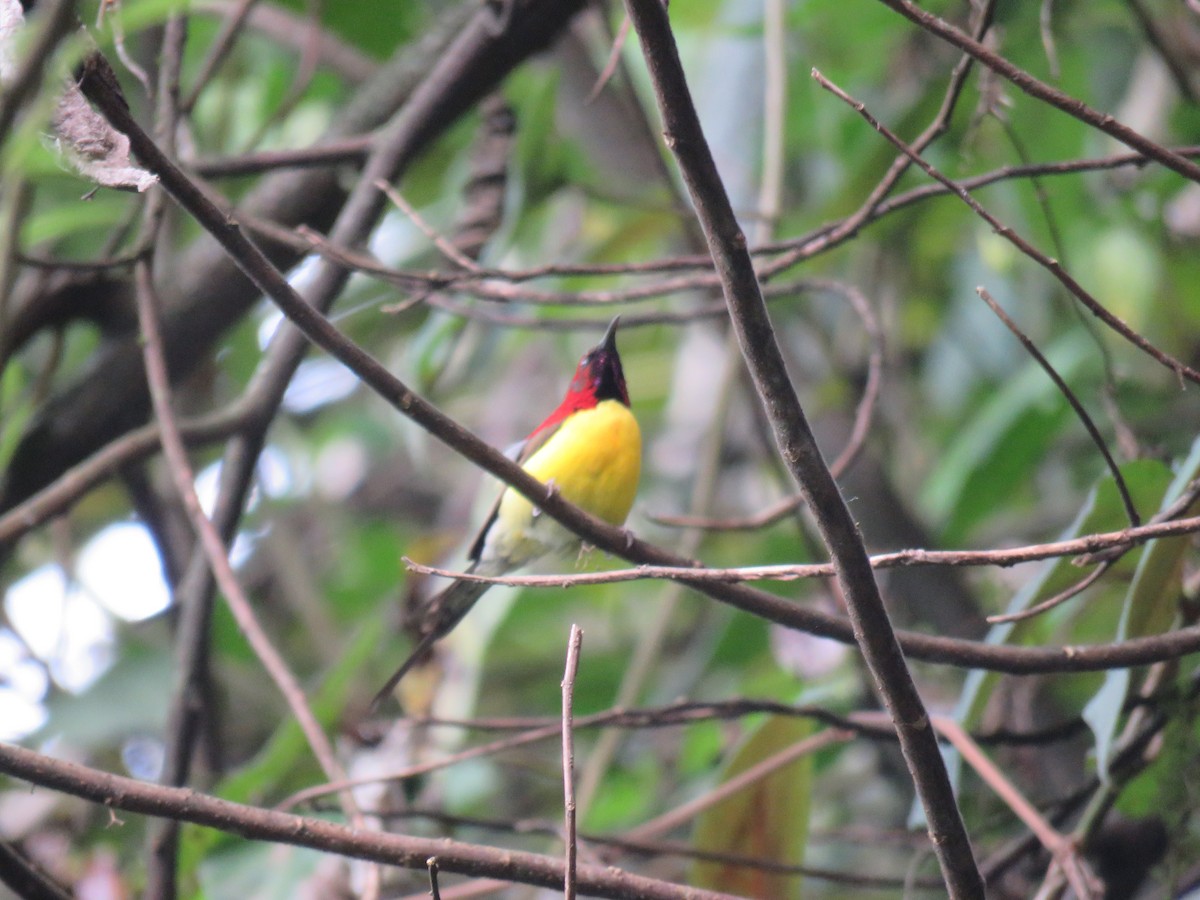 Mrs. Gould's Sunbird - ML646388684