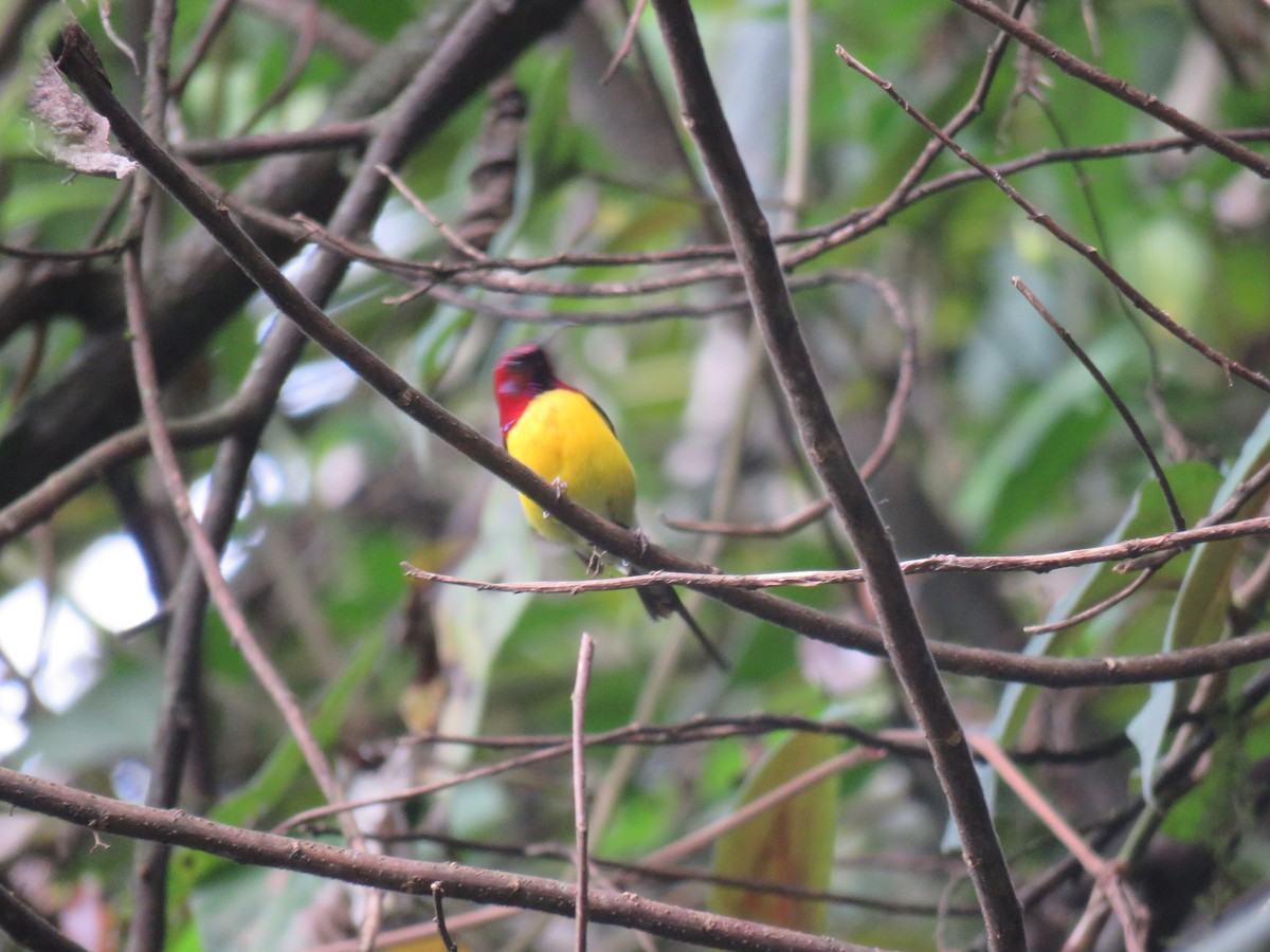 Mrs. Gould's Sunbird - ML646388685