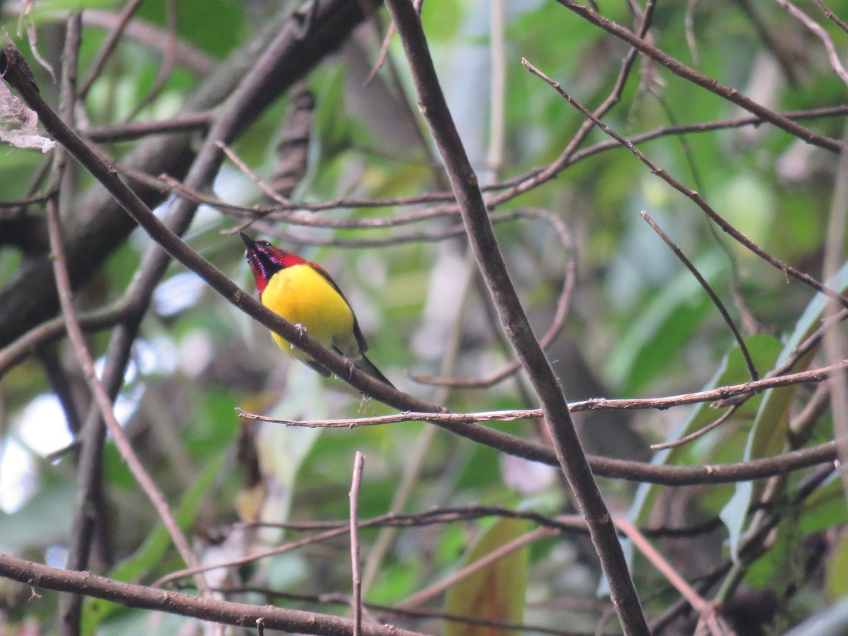 Mrs. Gould's Sunbird - ML646388686