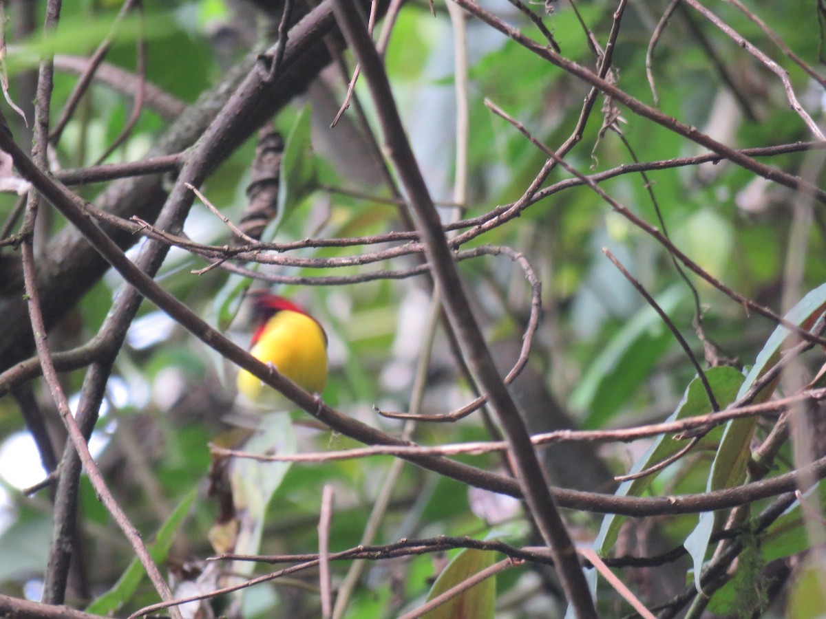 Mrs. Gould's Sunbird - ML646388687